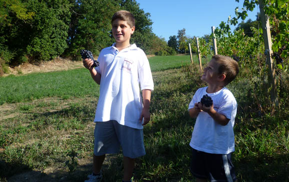 Album vendemmia 2011